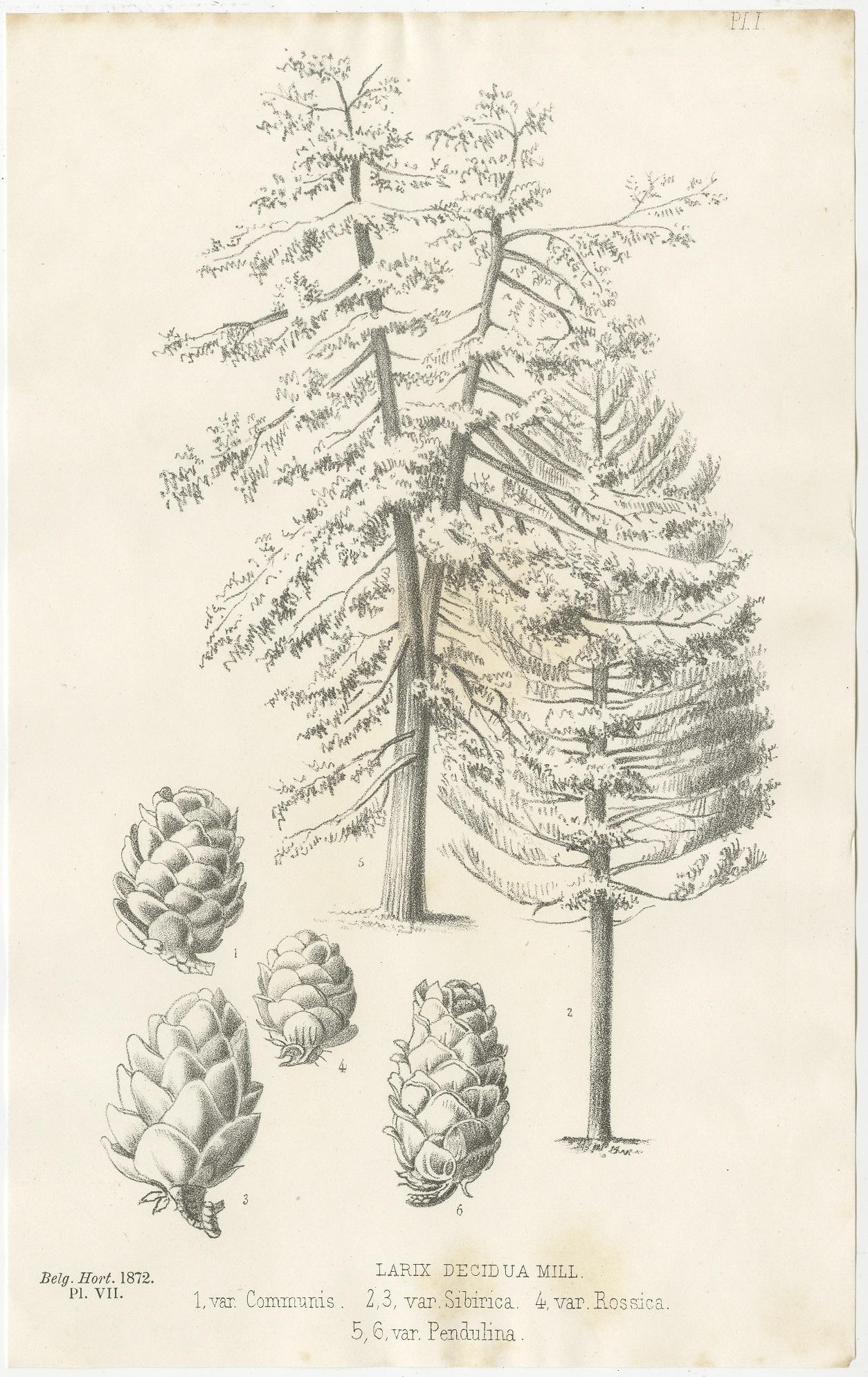 Set of 2 Antique Botany Prints, Larix Decidua 'c.1880' In Good Condition For Sale In Langweer, NL