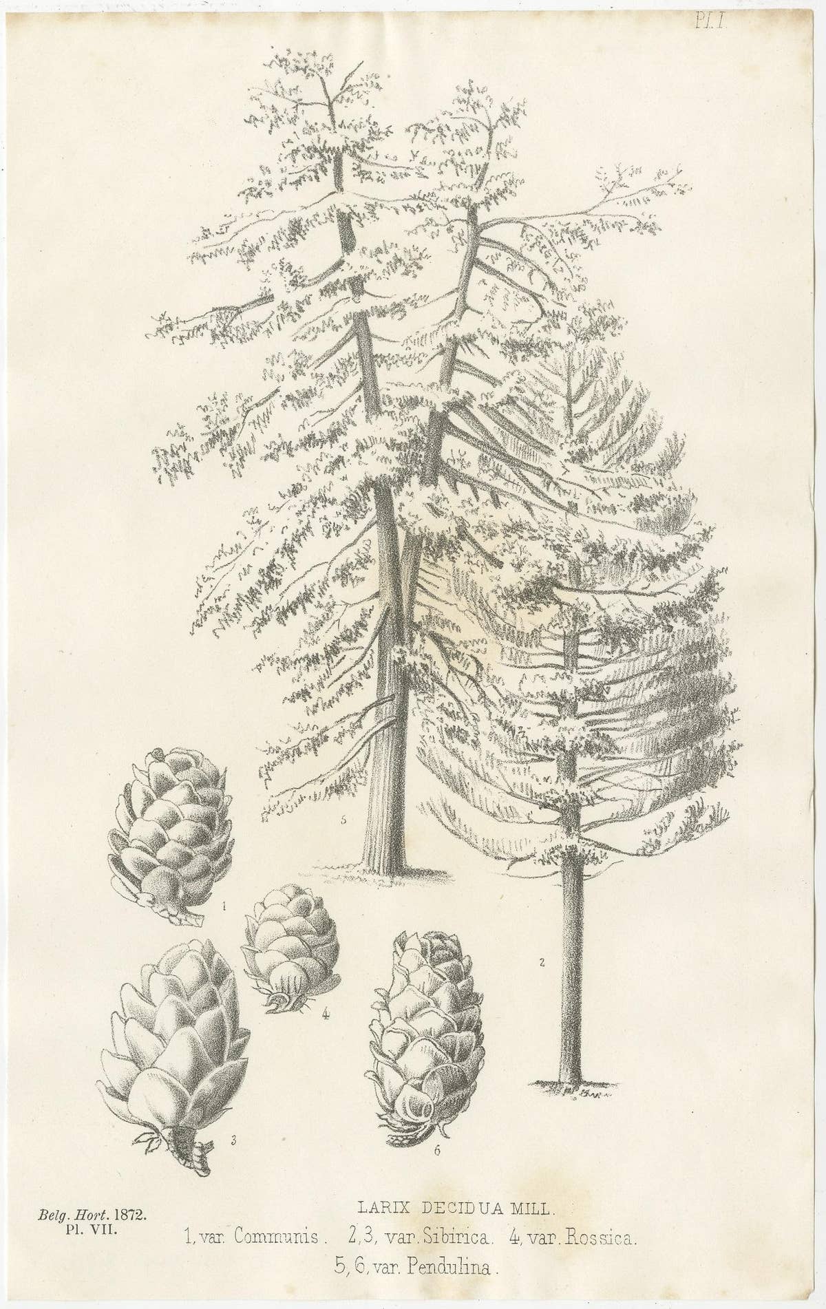 Set of 2 Antique Botany Prints, Larix Decidua 'c.1880'
