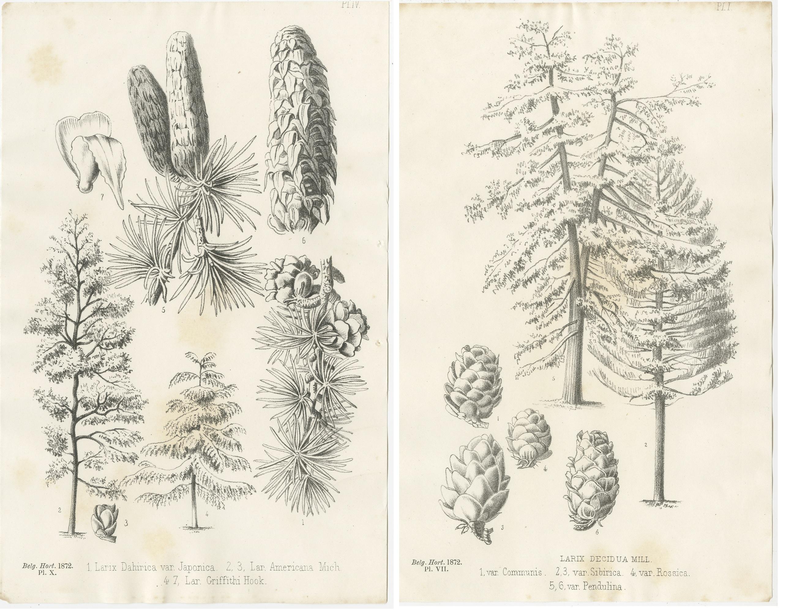 19th Century Set of 2 Antique Botany Prints, Larix Decidua 'c.1880' For Sale