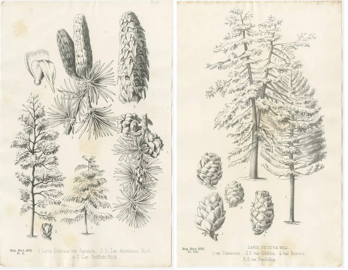 Set of 2 Antique Botany Prints, Larix Decidua 'c.1880'