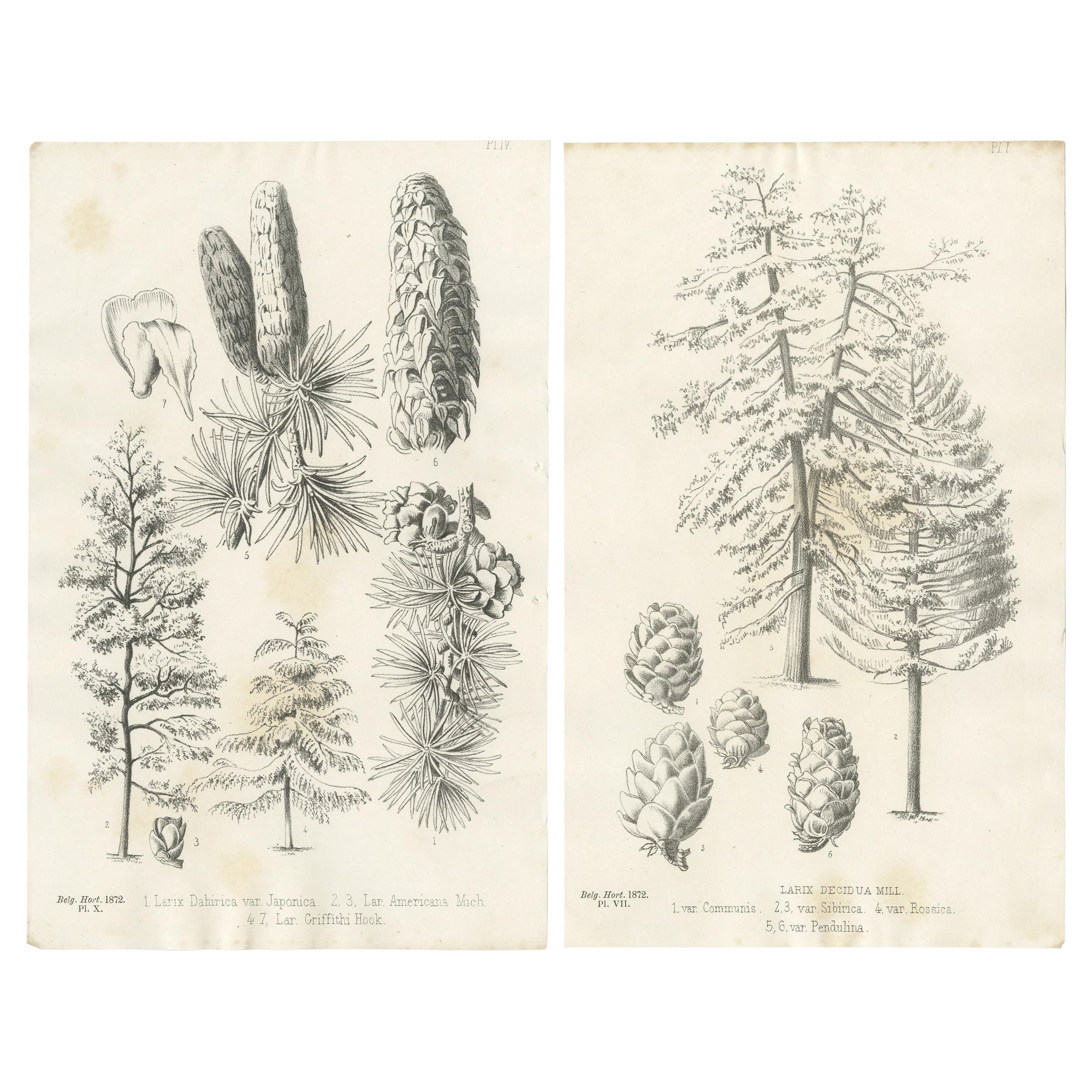 Ensemble de 2 estampes botaniques anciennes, Larix Decidua 'c.1880'