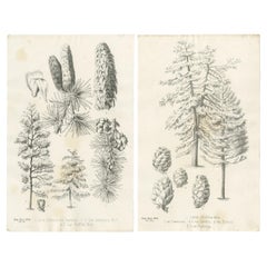 Set of 2 Antique Botany Prints, Larix Decidua 'c.1880'