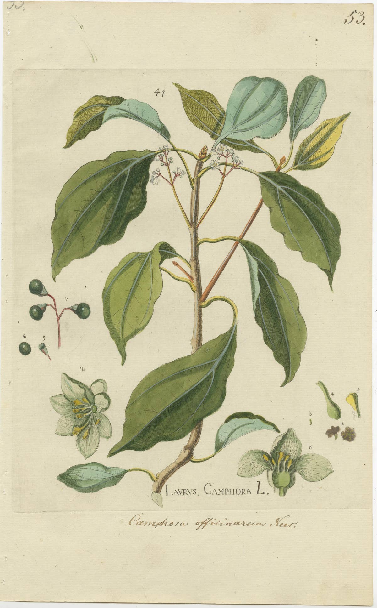 Set of 2 Antique Botany Prints - Laurus Camphora & Laurus Nobilis