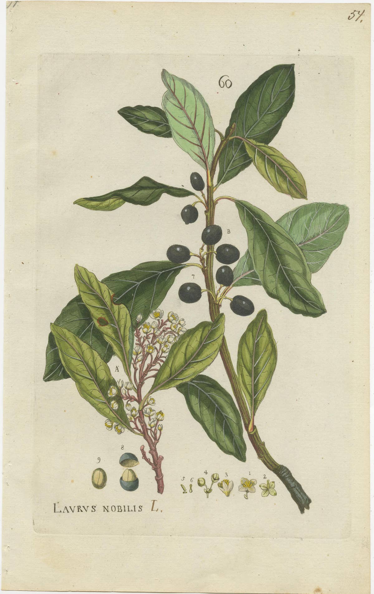 Set of 2 Antique Botany Prints - Laurus Camphora & Laurus Nobilis