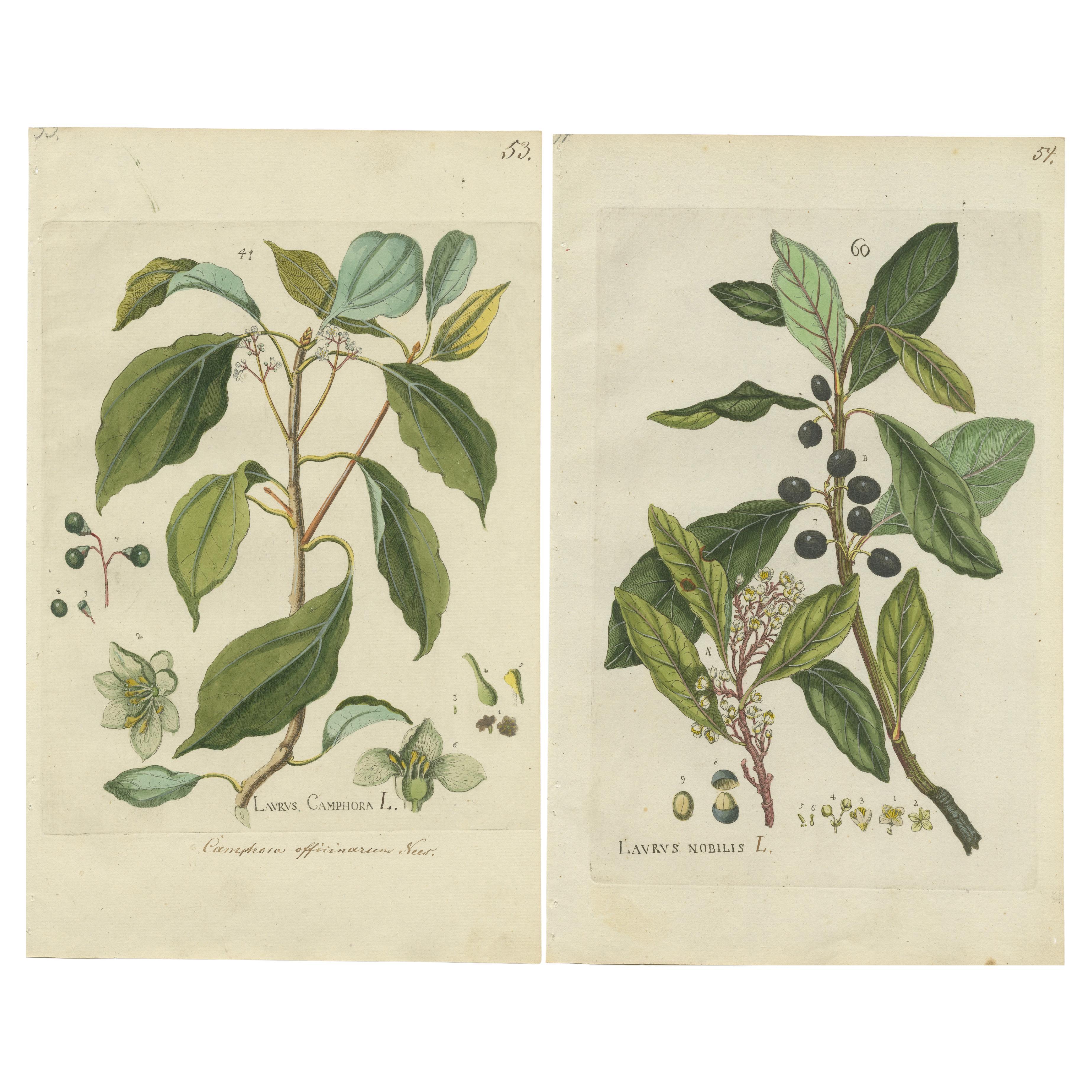 Set of 2 Antique Botany Prints - Laurus Camphora & Laurus Nobilis For Sale
