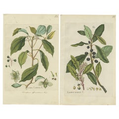 Set of 2 Antique Botany Prints - Laurus Camphora & Laurus Nobilis