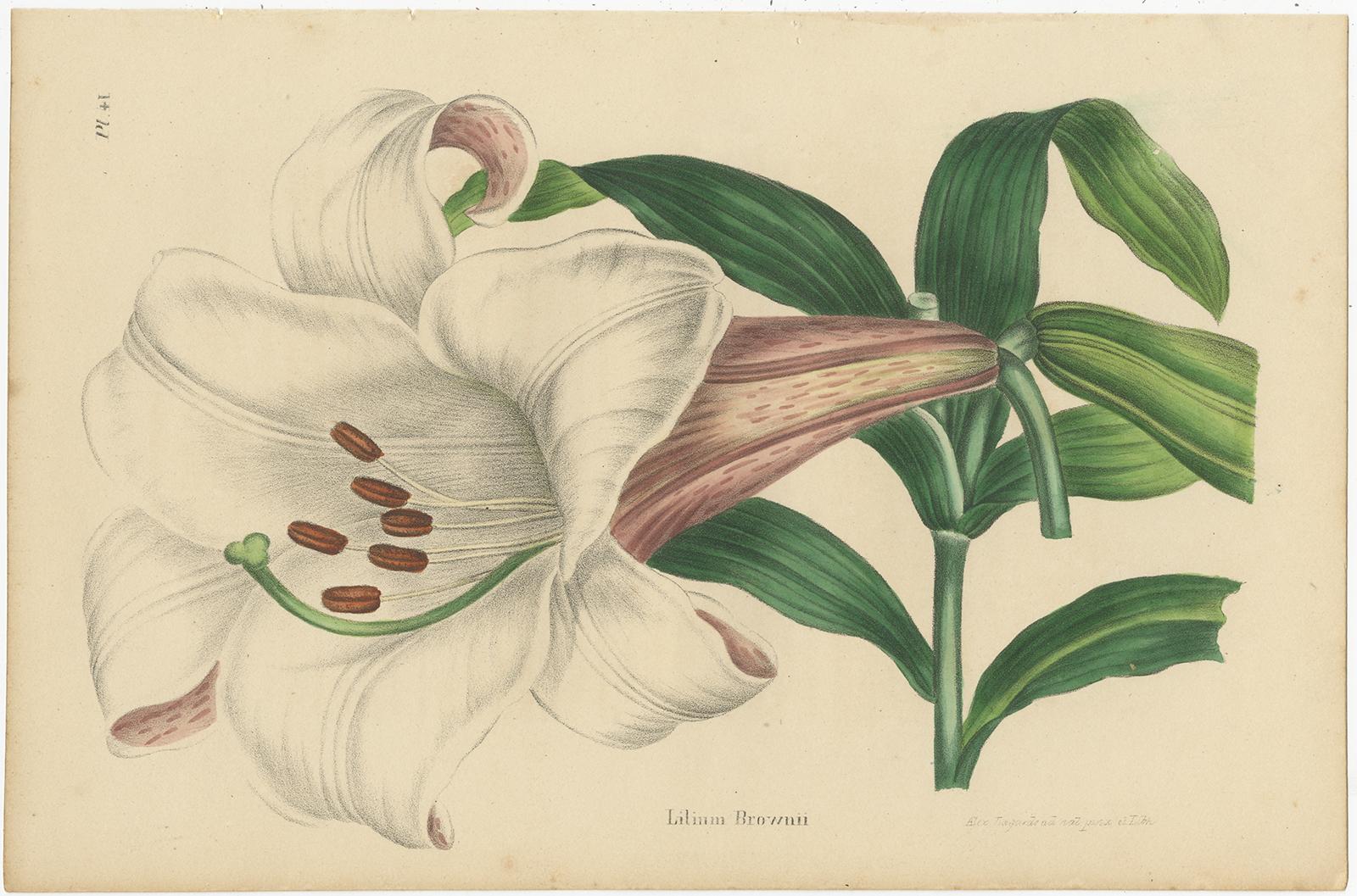 Set of two antique botany prints titled 'Lilium Brownii, Clerodendron Kaempferi'. It depicts the Lilium brownii (a species of lily native to Mainland China) and the Clerodendrum japonicum shrub. These prints originate from volume 1 of 'Annales de la