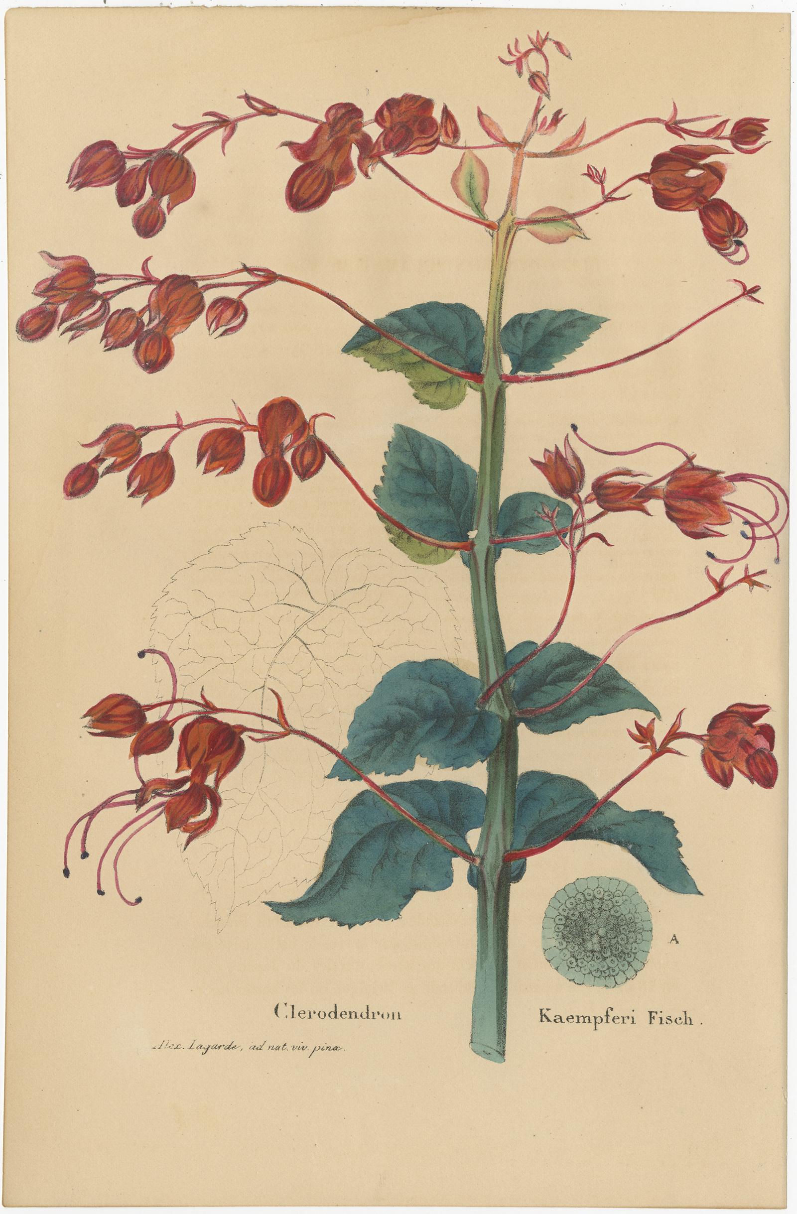 Set of 2 Antique Botany Prints, Lilium Brownii, Clerodendrum Japonicum, '1845' In Good Condition For Sale In Langweer, NL