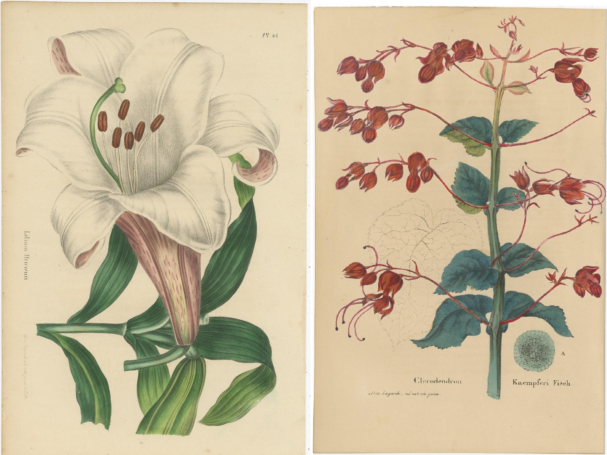 19th Century Set of 2 Antique Botany Prints, Lilium Brownii, Clerodendrum Japonicum, '1845' For Sale
