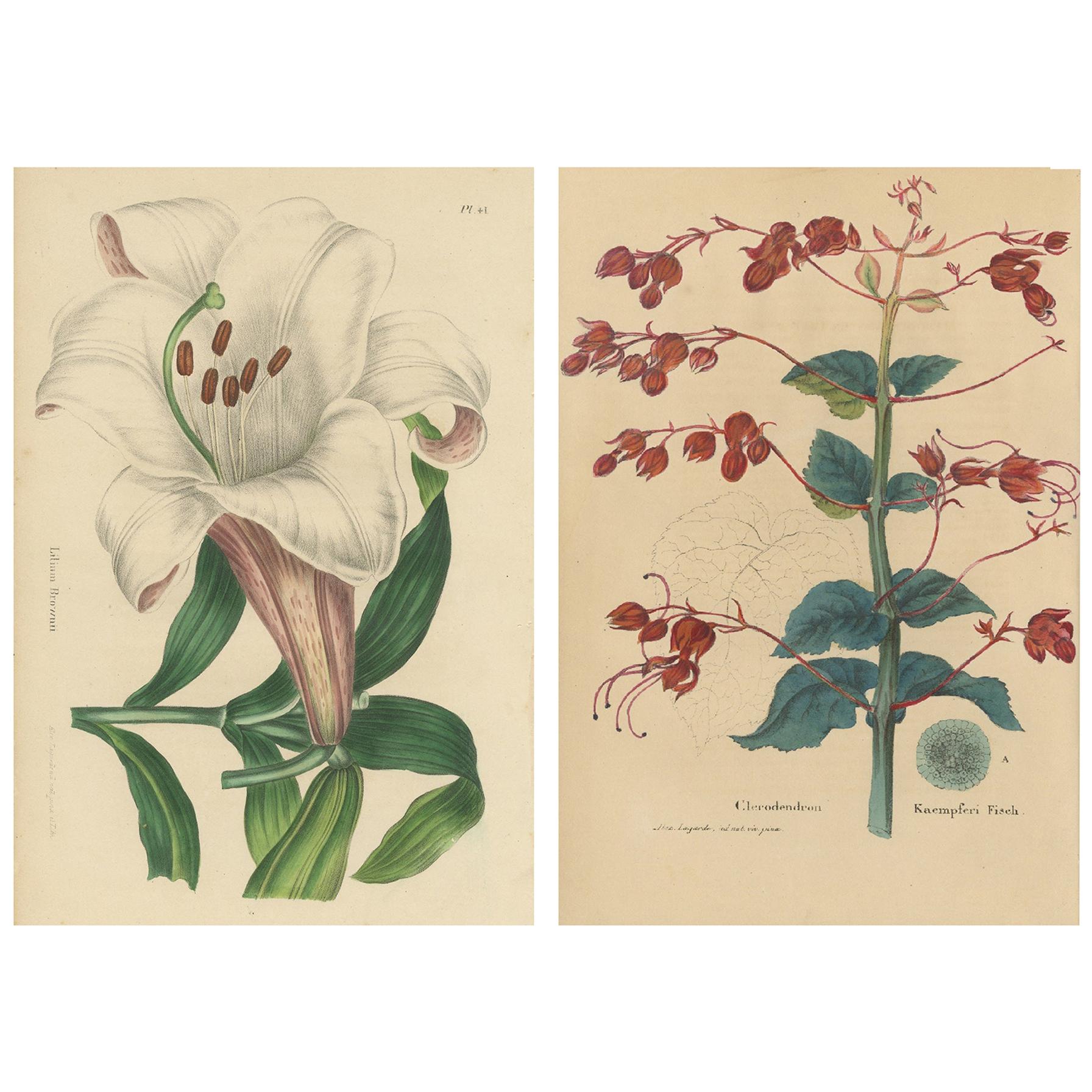 Set of 2 Antique Botany Prints, Lilium Brownii, Clerodendrum Japonicum, '1845'