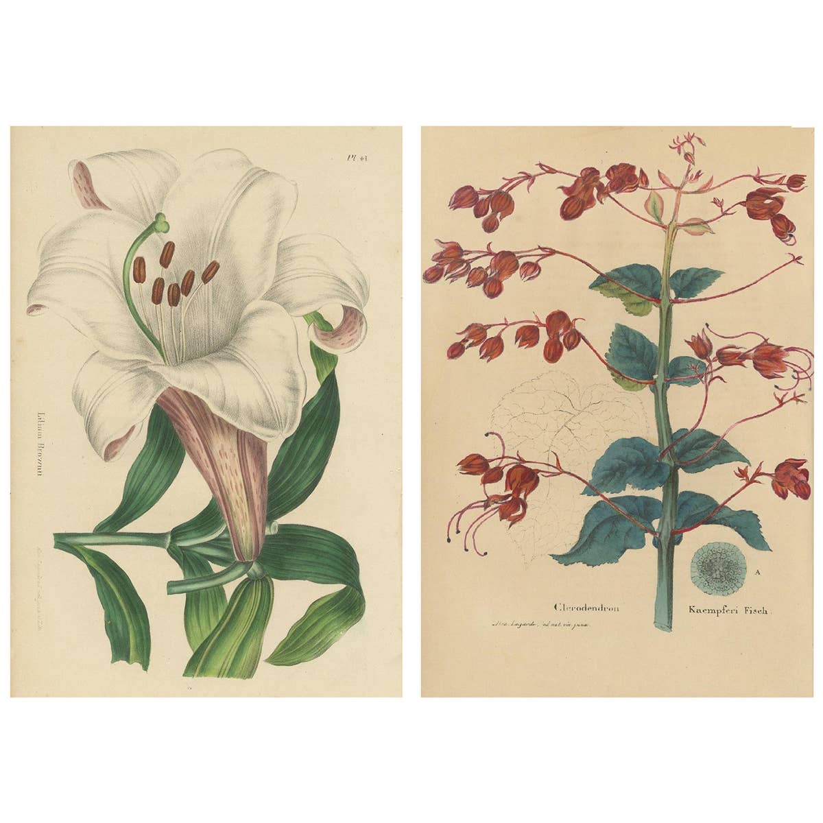 Set of 2 Antique Botany Prints, Lilium Brownii, Clerodendrum Japonicum, 1845