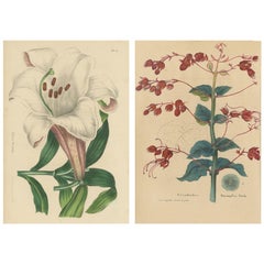 Satz von 2 antiken Botanikdrucken:: Lilium Brownii:: Clerodendrum Japonicum:: '1845'