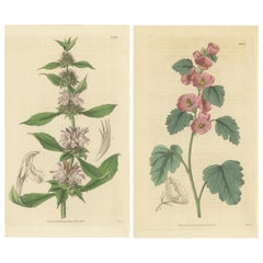 Set of 2 Antique Botany Prints, Malva, Monarda by Curtis, '1836'