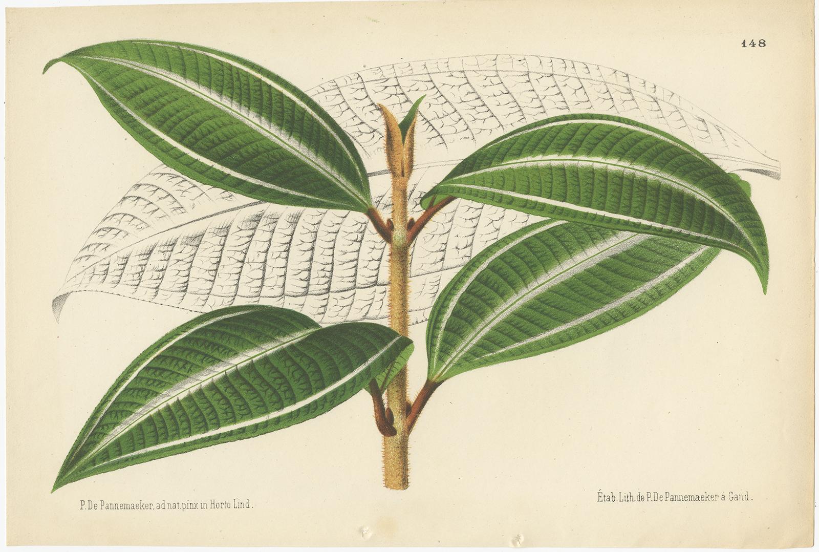 Set of two antique botany prints titled 'Miconia Pulverulenta - Calathea (Maranta) Nigro-Costata'. It depicts a species of the miconia plant and a species of the calathea plant. These prints originate from volume 20 of 'L'Illustration Horticole',