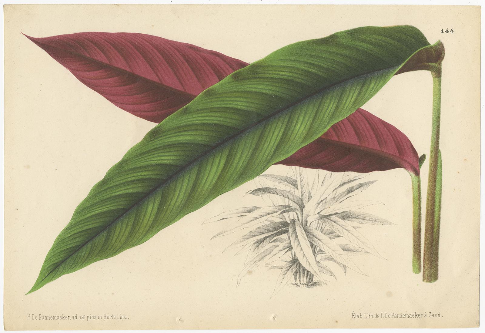 Set of 2 Antique Botany Prints, Miconia, Calathea '1873' In Good Condition For Sale In Langweer, NL