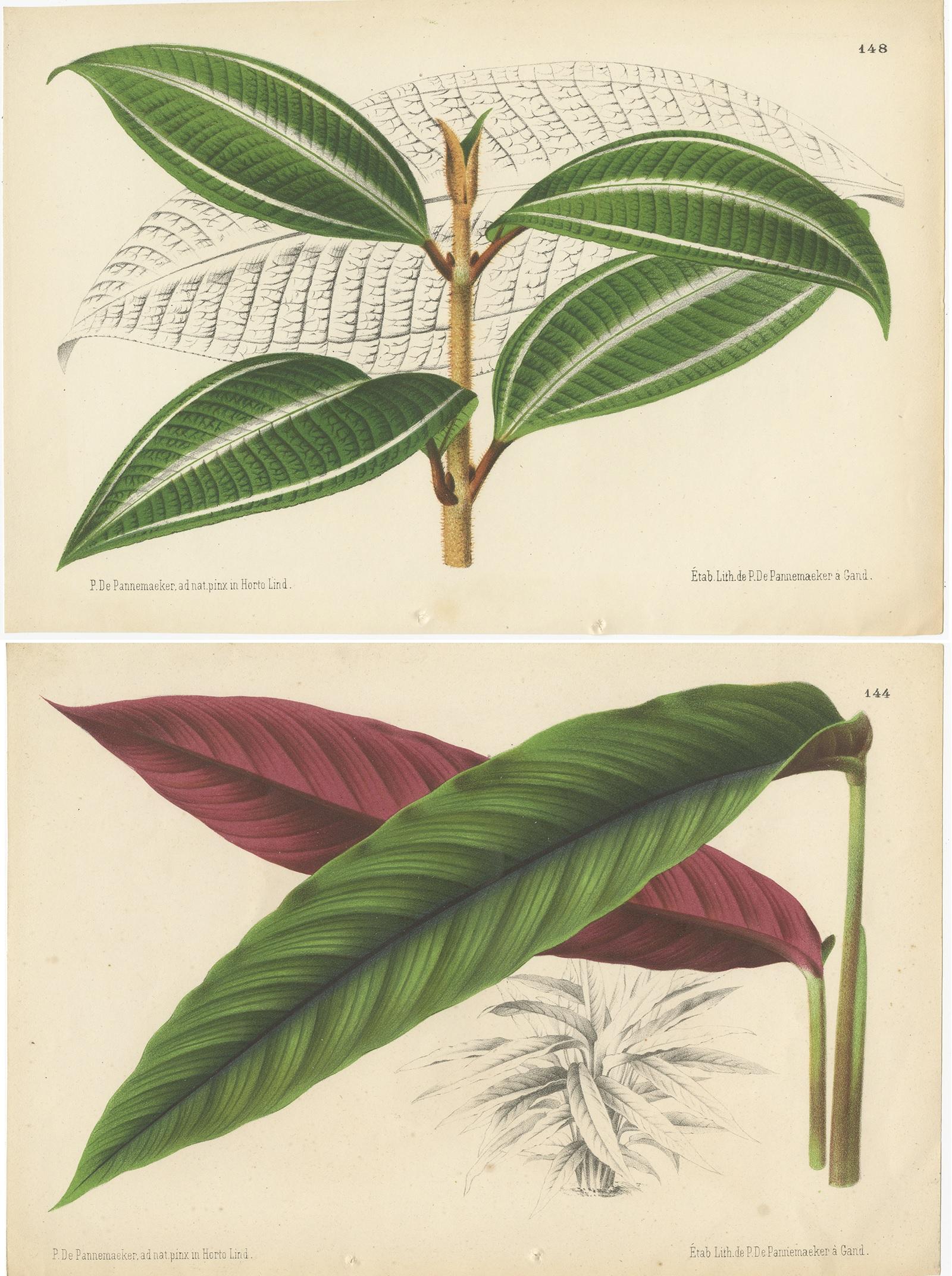 XIXe siècle Ensemble de 2 gravures botaniques anciennes:: Miconia:: Calathea '1873' en vente