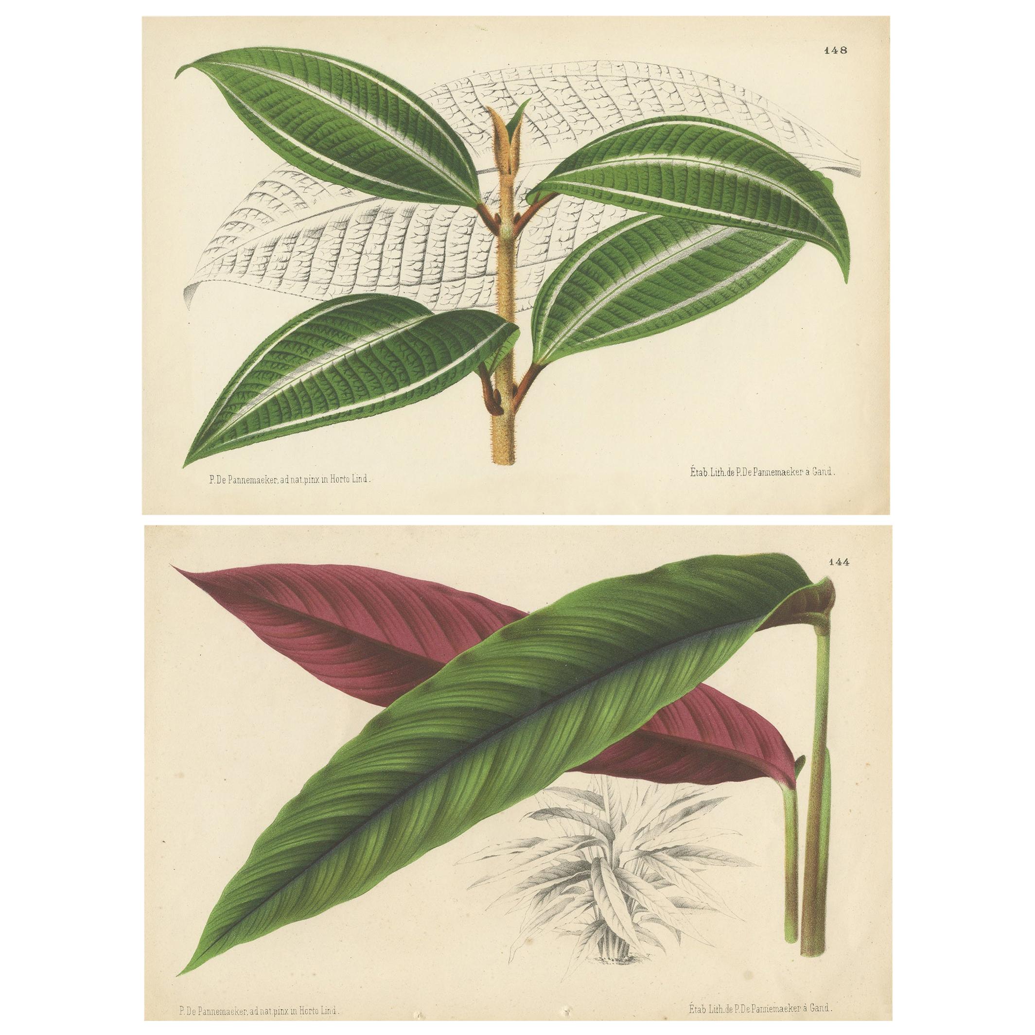 Ensemble de 2 gravures botaniques anciennes:: Miconia:: Calathea '1873' en vente