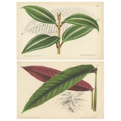 Lote de 2 estampas antiguas de botánica, Miconia, Calathea '1873