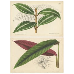 Ensemble de 2 gravures botaniques anciennes:: Miconia:: Calathea '1873'