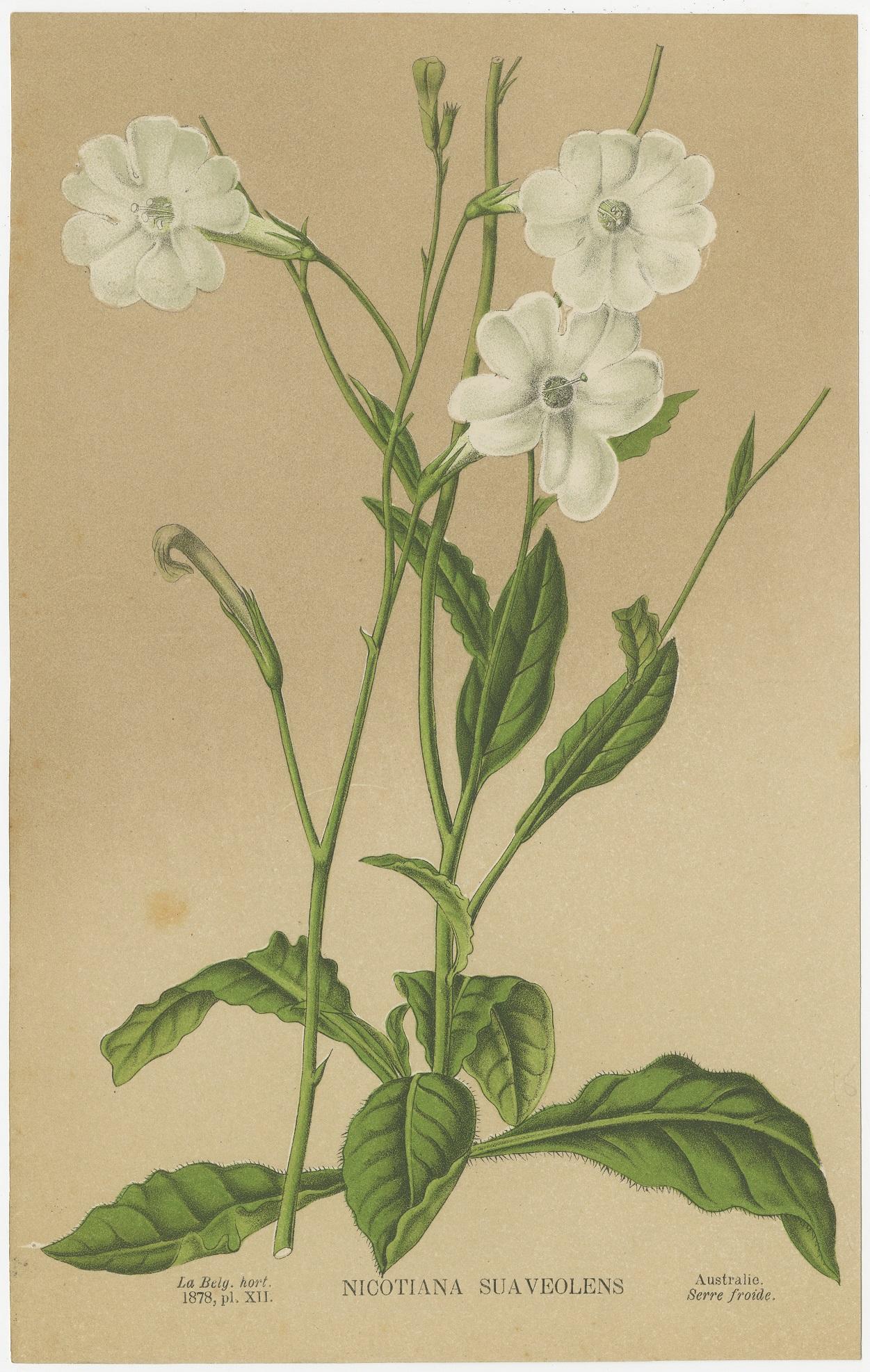 Ensemble de deux gravures botaniques anciennes intitulées :

1) Nicotiana Suaveolens
2) Sempervivum Funcki

Ces tirages proviennent de diverses éditions de 
