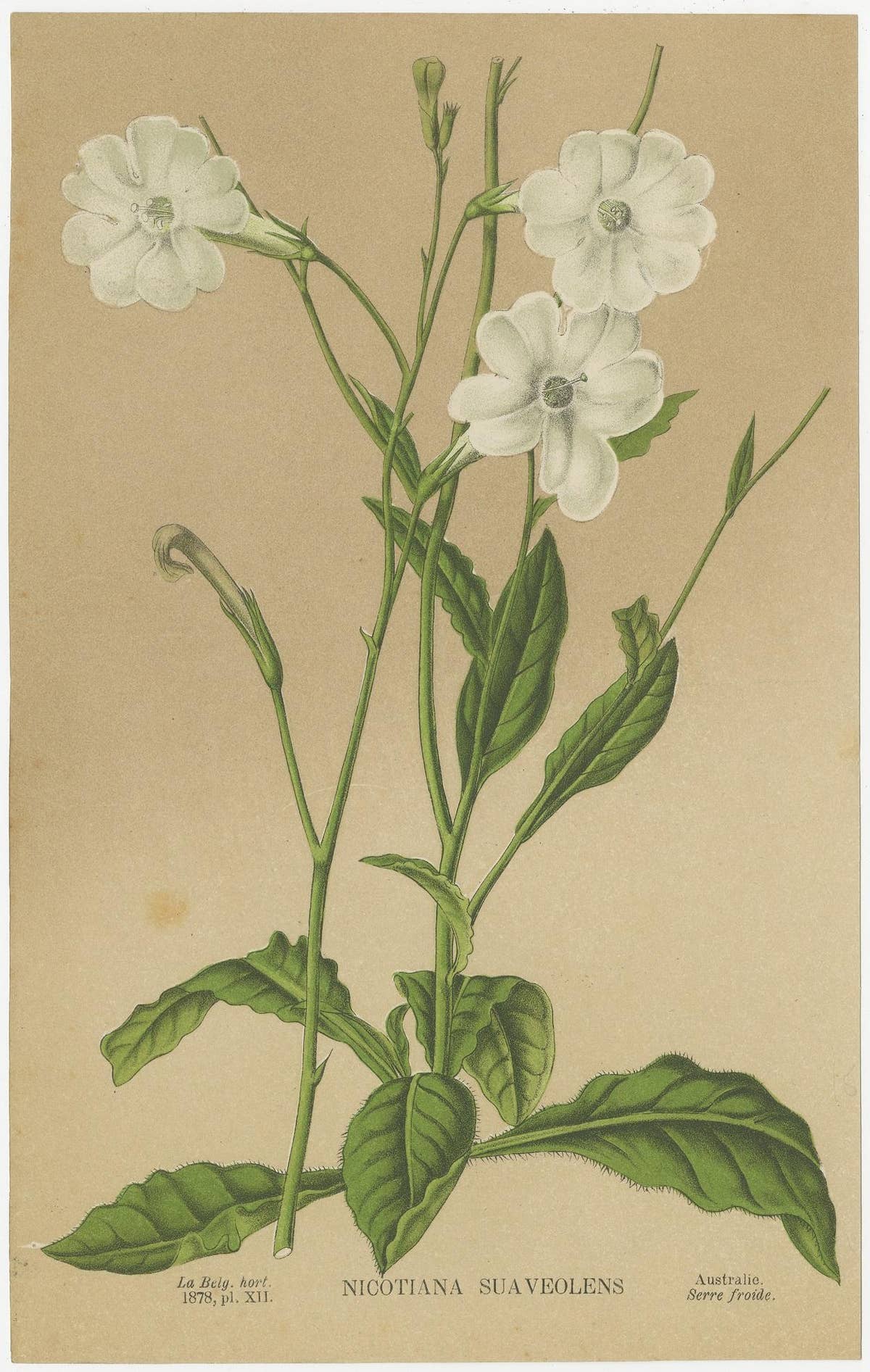 Set of 2 Antique Botany Prints, Nicotiana Suaveolens 'c.1880'