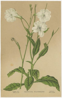 Ensemble de 2 estampes botaniques anciennes, Nicotiana Suaveolens 'c.1880'