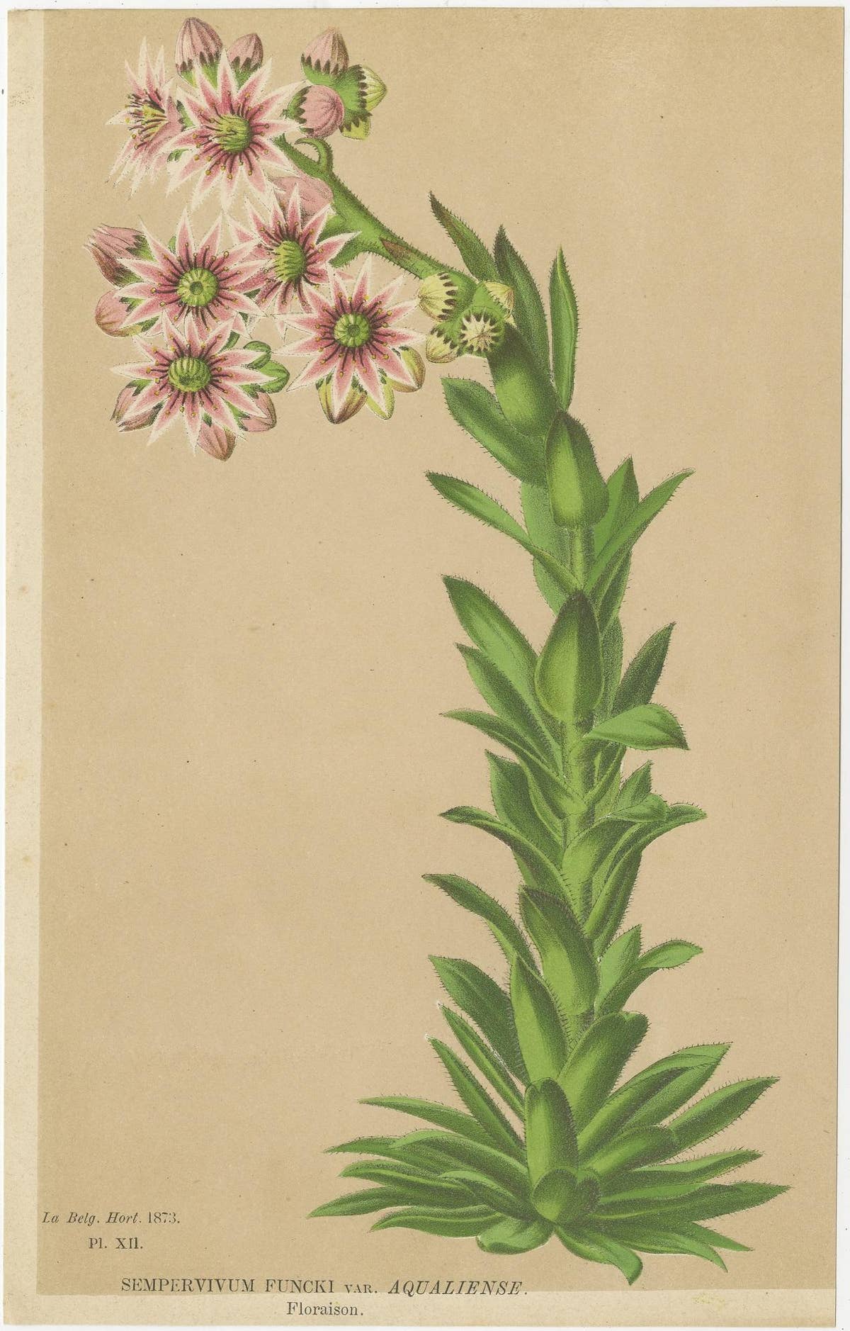 Set of 2 Antique Botany Prints, Nicotiana Suaveolens 'c.1880'