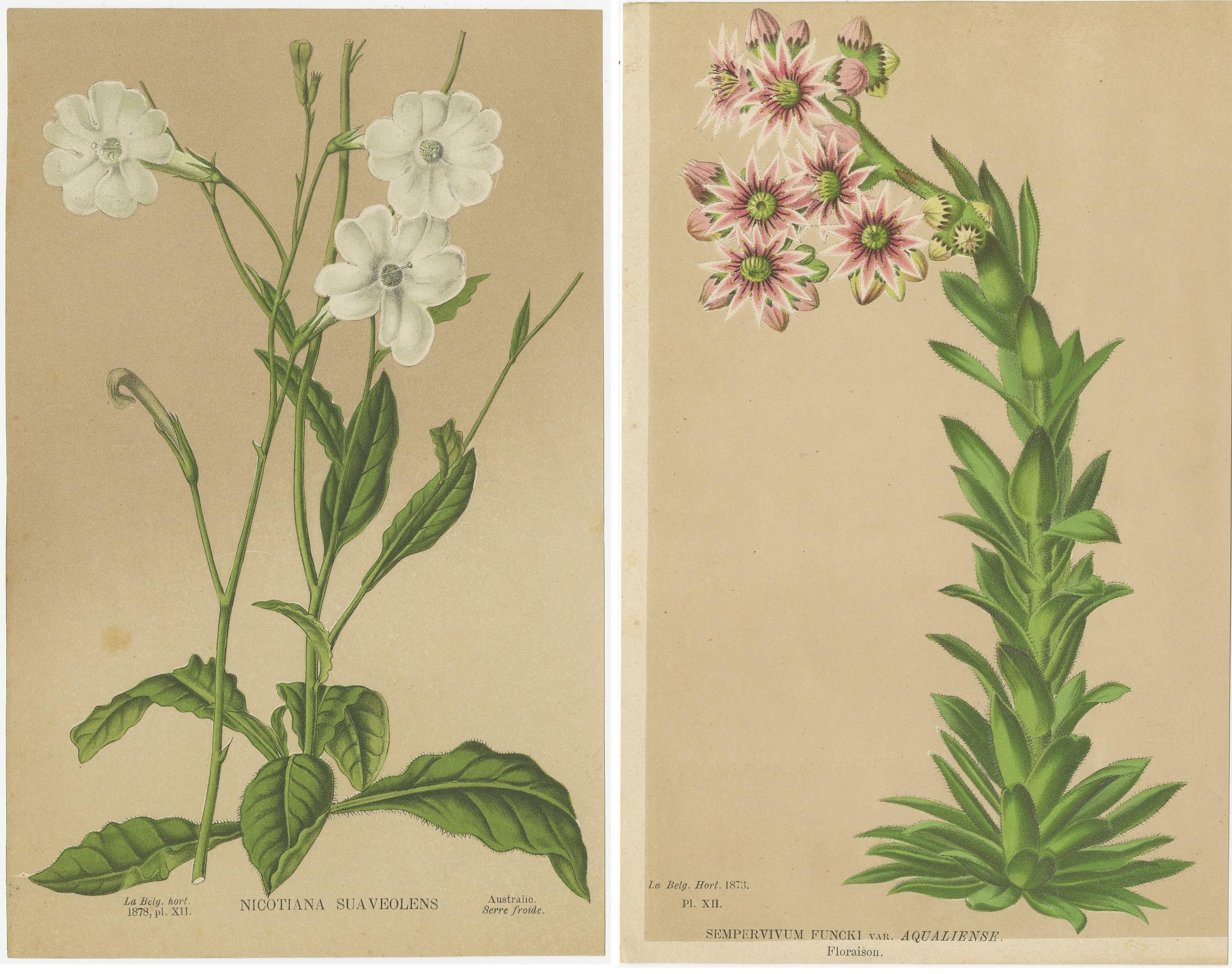 Set of 2 Antique Botany Prints, Nicotiana Suaveolens 'c.1880' In Good Condition For Sale In Langweer, NL