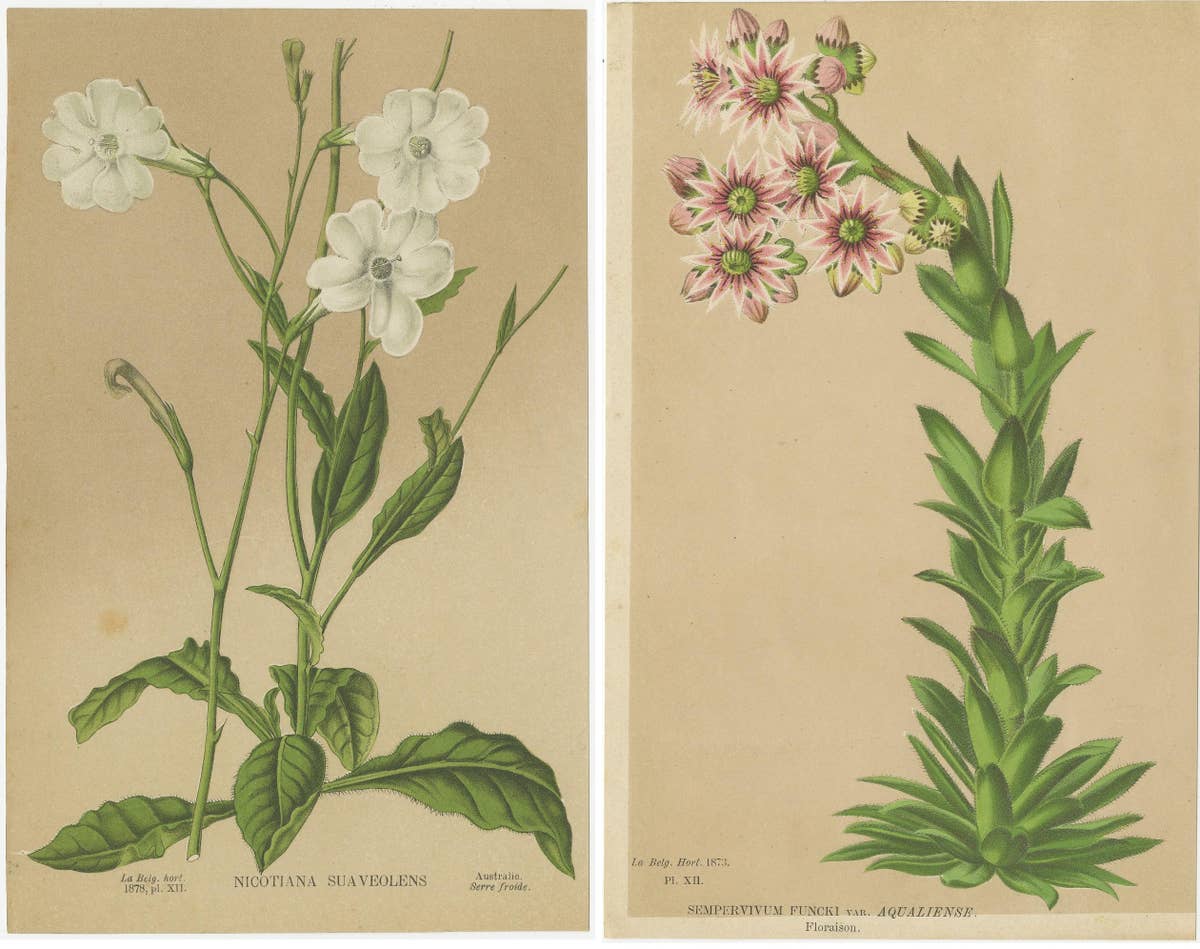 Set of 2 Antique Botany Prints, Nicotiana Suaveolens 'c.1880'