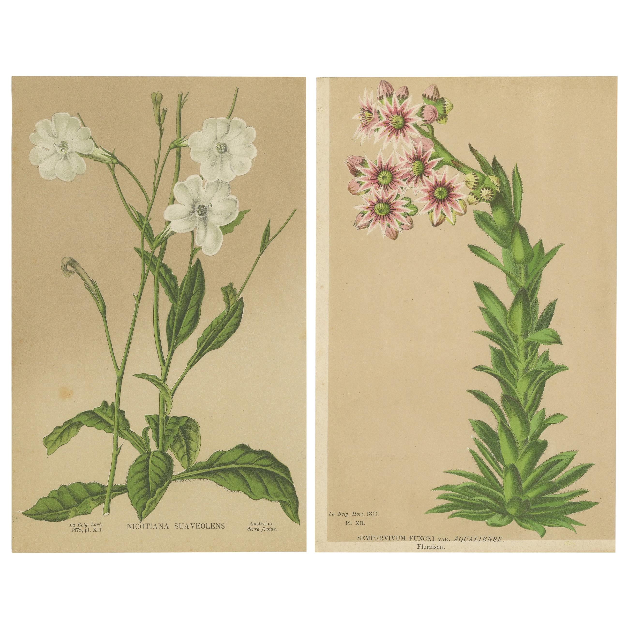 Ensemble de 2 estampes botaniques anciennes, Nicotiana Suaveolens 'c.1880'