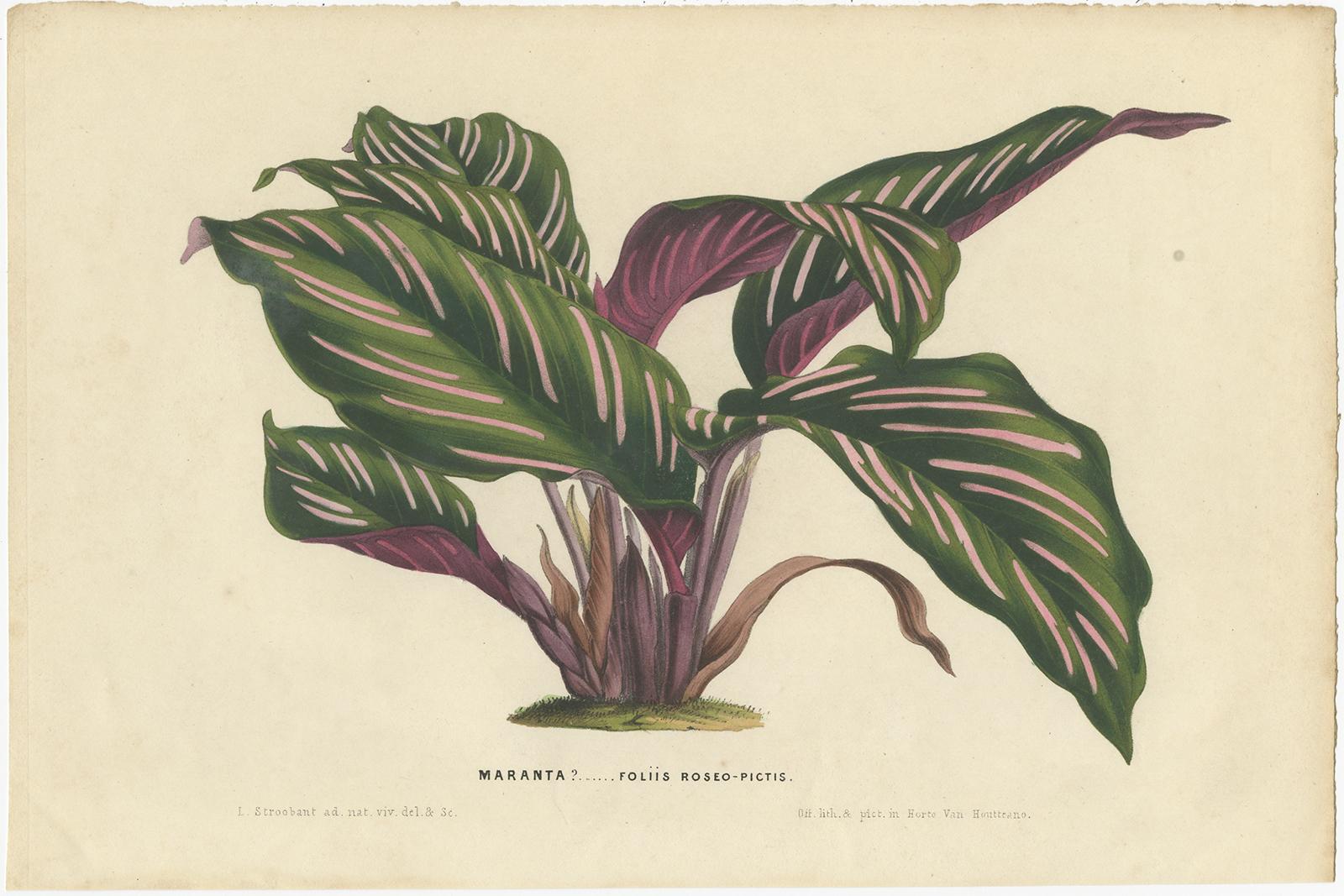 Set of two antique botany prints titled 'Maranta? Foliis Albo-Pictis - Maranta? Foliis Roseo-Pictis'. Two lithographs depicting maranta plant species. These prints originate from volume 4 of 'Flore des Serres' by Louis van Houtte. Published in 1848.