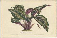 Set of 2 Antique Botany Prints of Maranta Plant Species by Van Houtte, '1848'