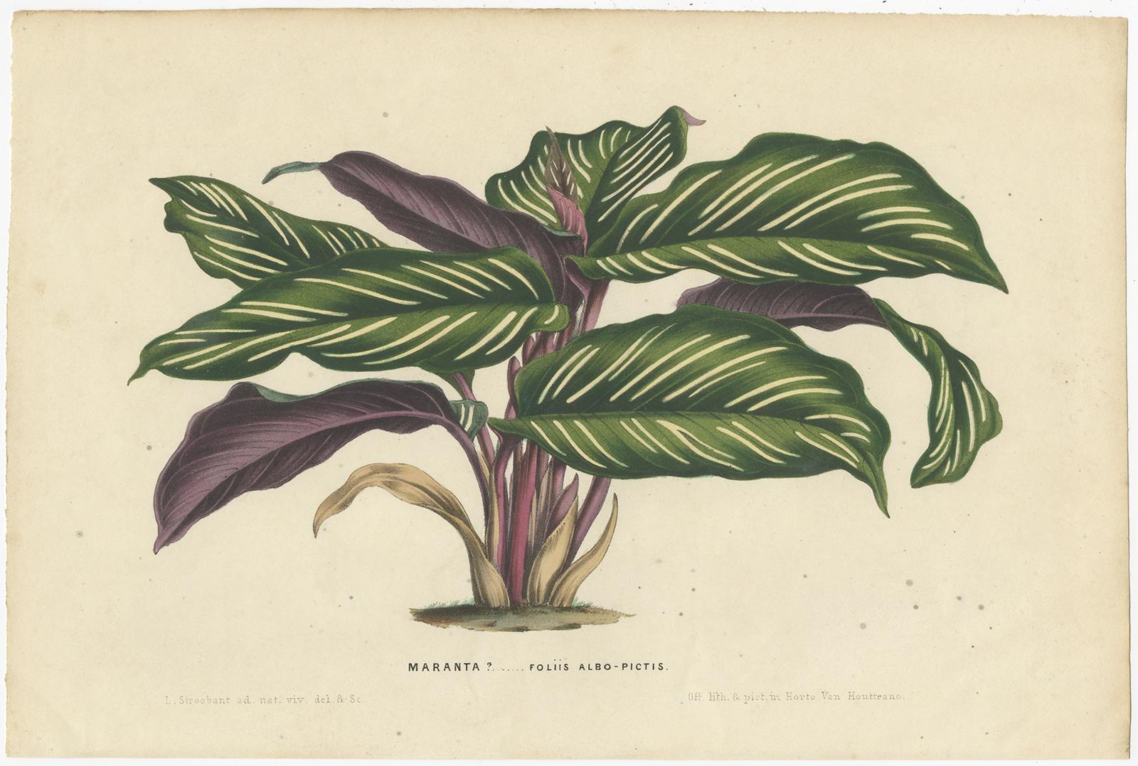Set of 2 Antique Botany Prints of Maranta Plant Species by Van Houtte, '1848' In Good Condition For Sale In Langweer, NL