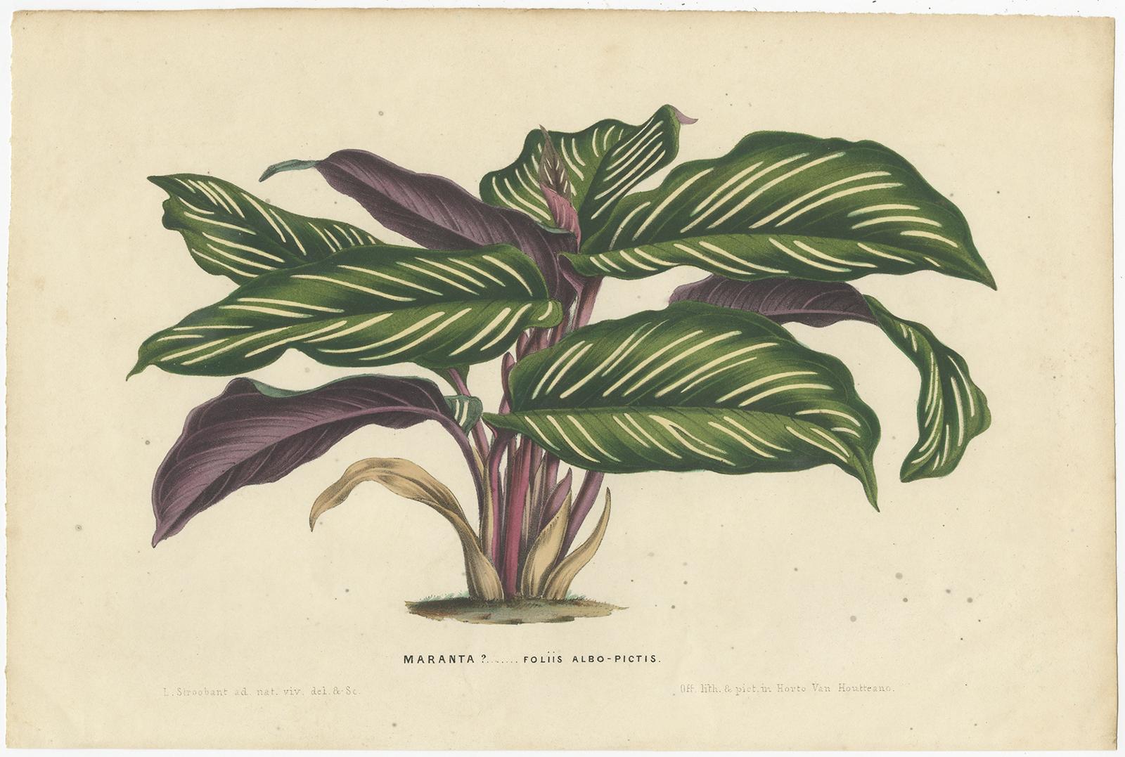 Set di 2 stampe antiche di botanica di specie vegetali di Maranta di Van Houtte, 