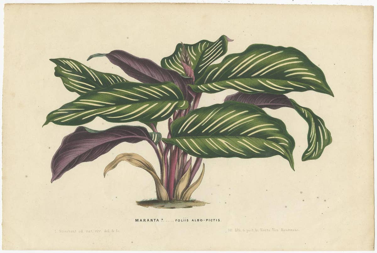 Set of 2 Antique Botany Prints of Maranta Plant Species by Van Houtte, '1848'