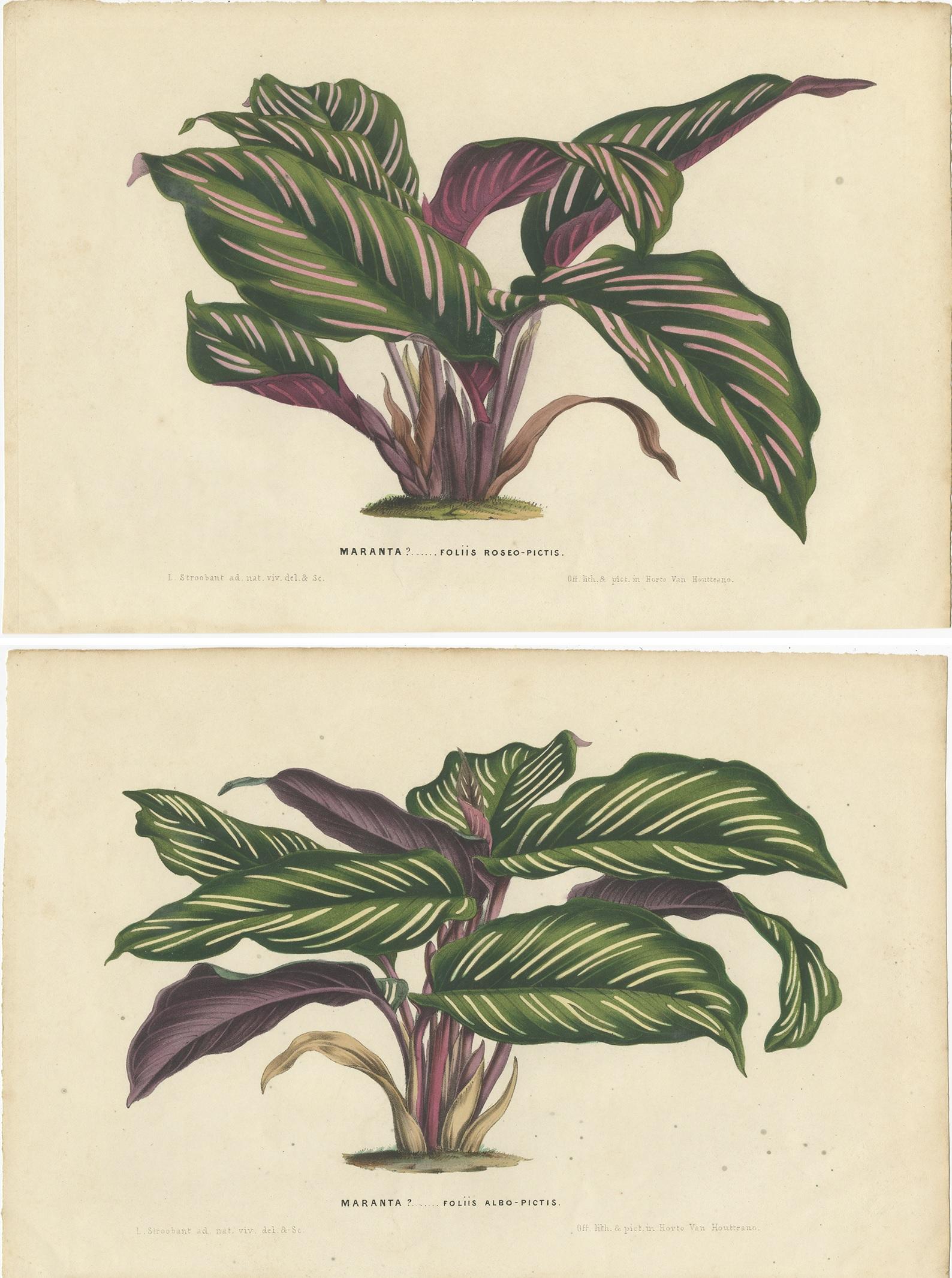 XIX secolo Set di 2 stampe antiche di botanica di specie vegetali di Maranta di Van Houtte, 