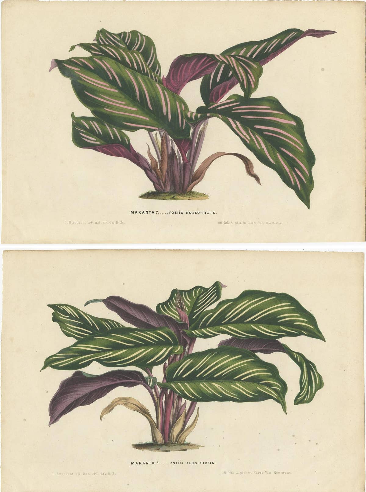 Set of 2 Antique Botany Prints of Maranta Plant Species by Van Houtte, '1848'