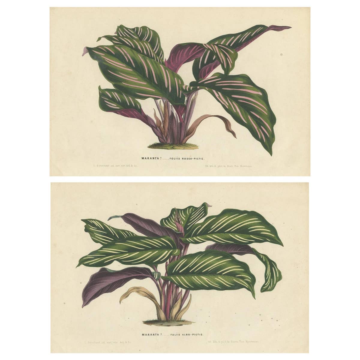 Set of 2 Antique Botany Prints of Maranta Plant Species by Van Houtte, '1848'