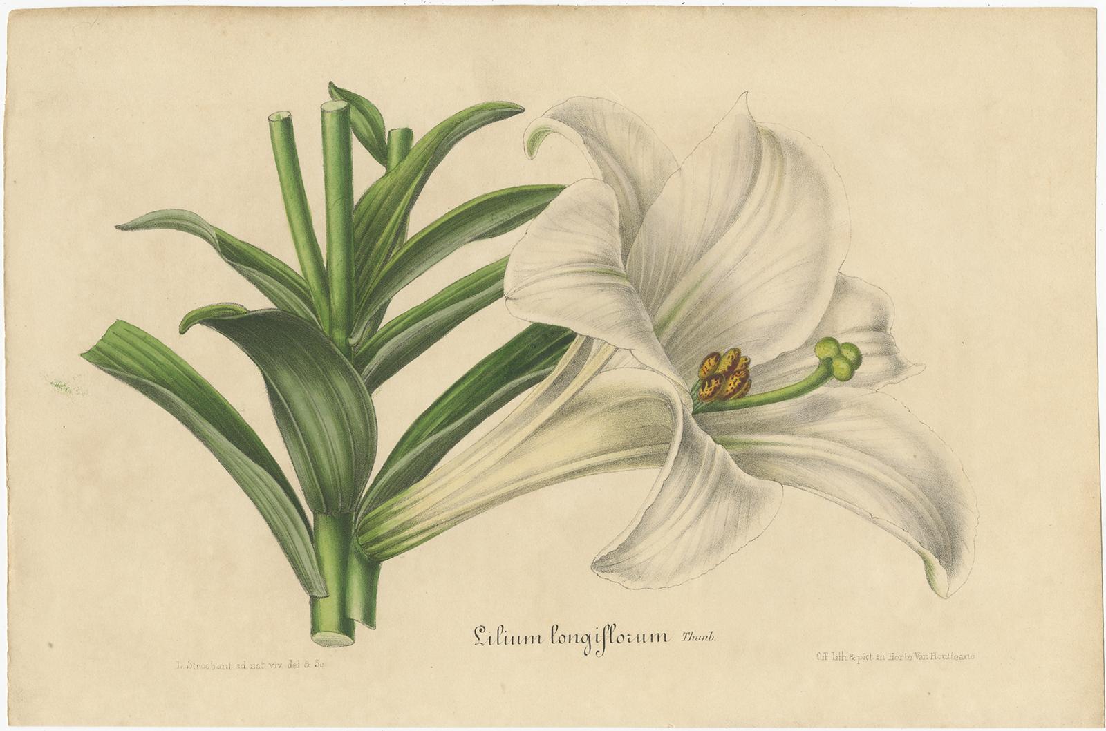 Set of two antique botany prints titled 'Lilium Longiflorum - Lilium Cordifolium'. It depicts the lilium longiflorum (Easter lily) and lilium cordifolium (heart-leaved lily). These prints originate from volume 3 of 'Flore des Serres' by Louis van