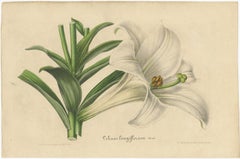 Set of 2 Antique Botany Prints of the Easter Lily and Heart-Leaved Lily '1847'