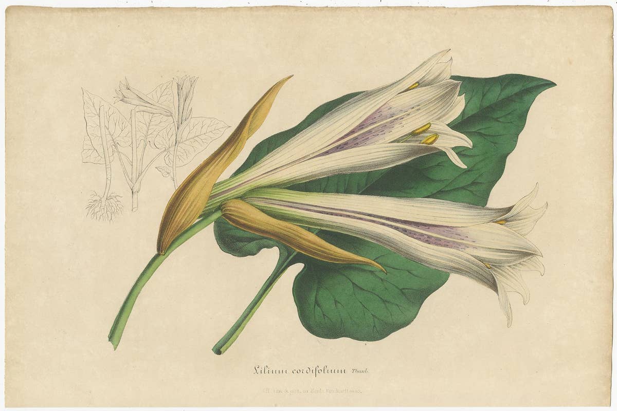 Set of 2 Antique Botany Prints of the Easter Lily and Heart-Leaved Lily '1847'