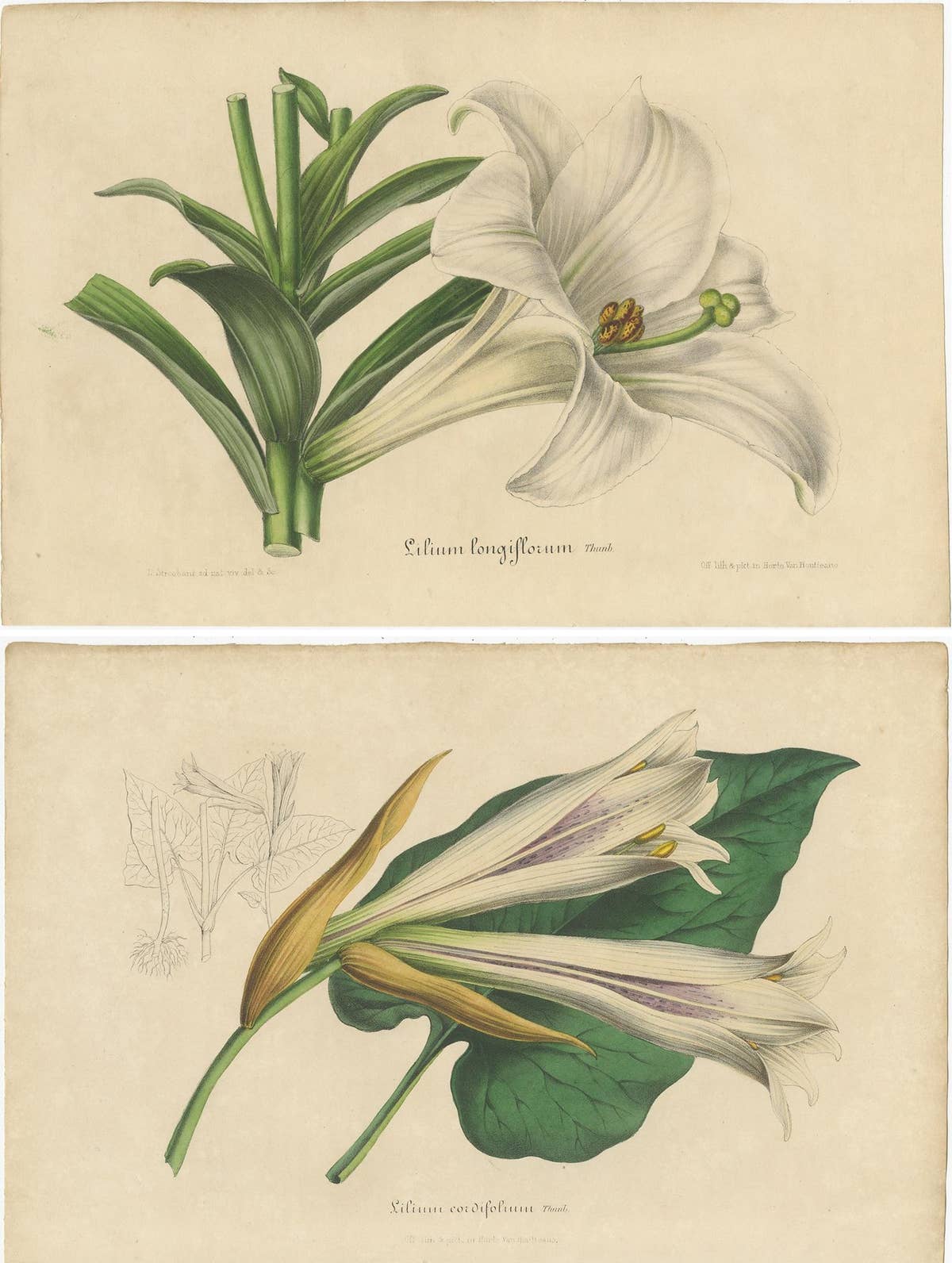 Set of 2 Antique Botany Prints of the Easter Lily and Heart-Leaved Lily '1847'