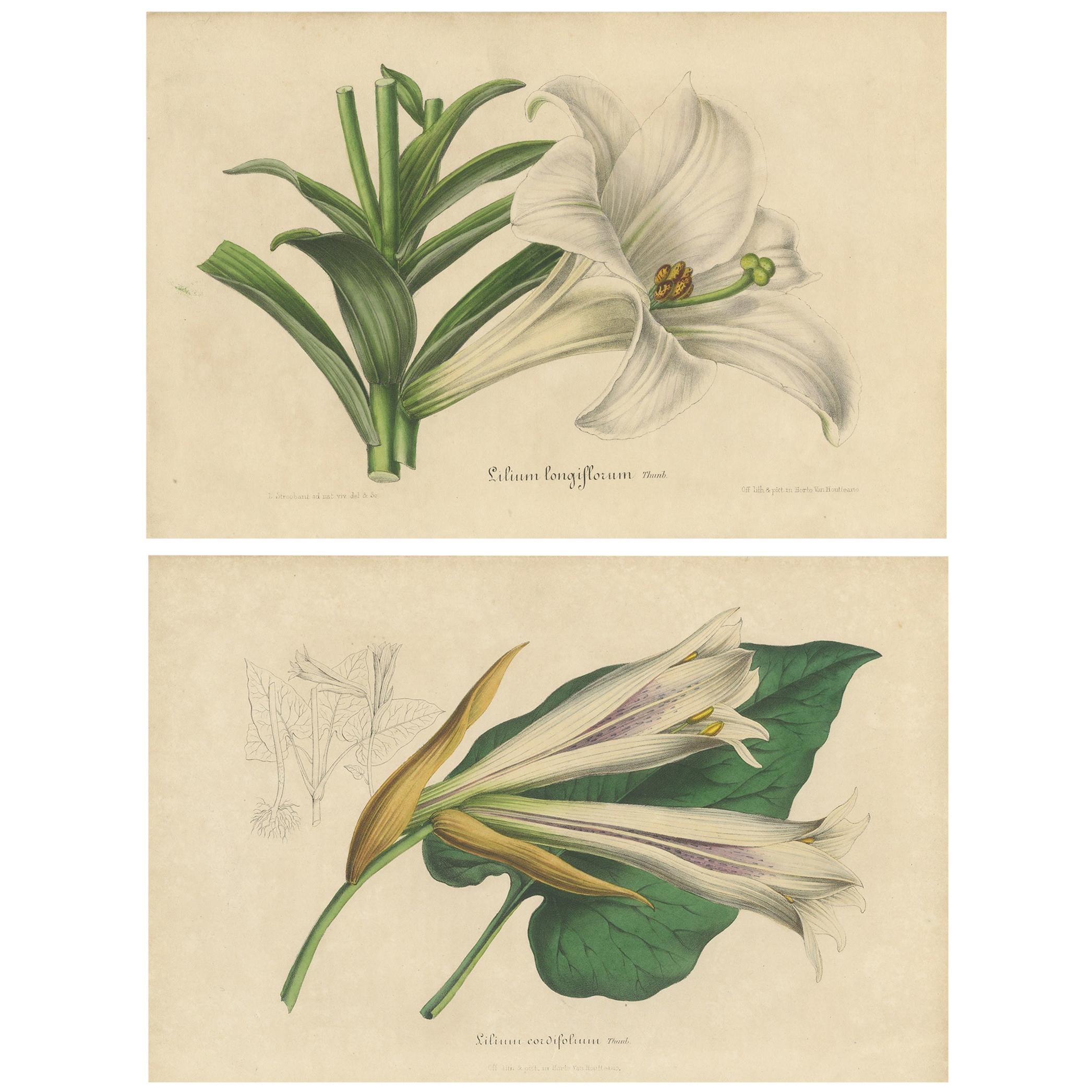 Set of 2 Antique Botany Prints of the Easter Lily and Heart-Leaved Lily '1847'