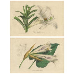 Ensemble de 2 gravures botaniques anciennes du lis de Pâques et du lis à feuilles de cœur '1847'