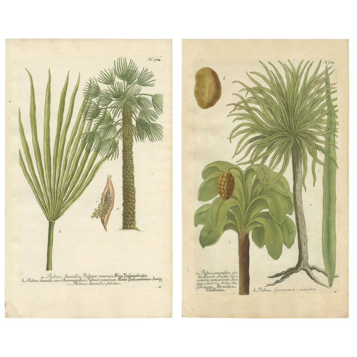 Set of 2 Botany Prints of the European Fan Palm and Copernicia Prunifera, c.1740