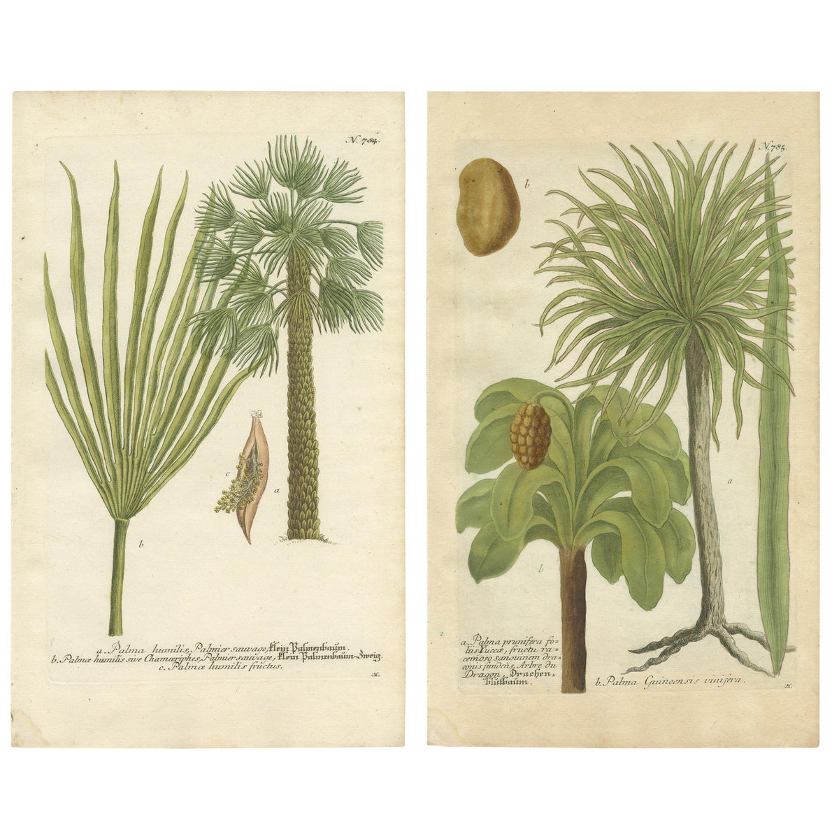 Set of 2 Botany Prints of the European Fan Palm and Copernicia Prunifera, c.1740