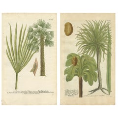 Ensemble de 2 estampes botaniques anciennes de palmier européen en éventail et de Copernicia Prunifera