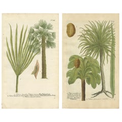 Conjunto de 2 láminas antiguas de botánica de la palmera abanico europea y Copernicia prunifera
