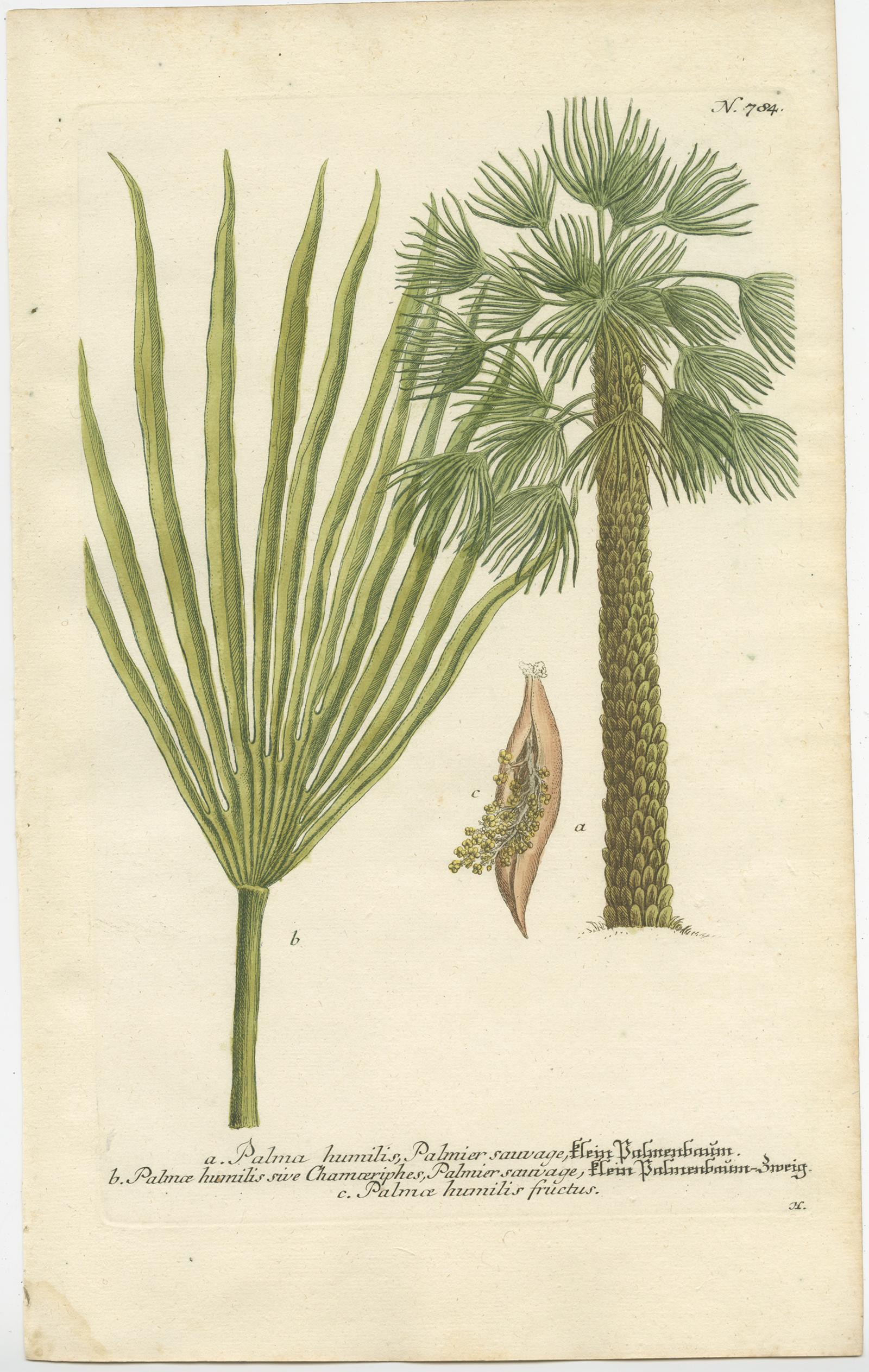 Set of two antique botany prints titled 'Palma humulis' and 'Palma prunifera'. It shows the European fan palm and the copernicia prunifera or the carnaúba palm. These prints originate from 'Phytanthoza Iconographia' by Johann Weinmann. Published