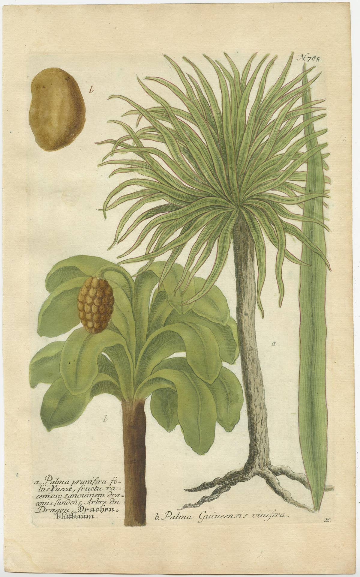 Set of 2 Botany Prints of the European Fan Palm and Copernicia Prunifera, c.1740